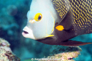 Curious French Angel, only inches from the lens by Rene Oude Avenhuis 